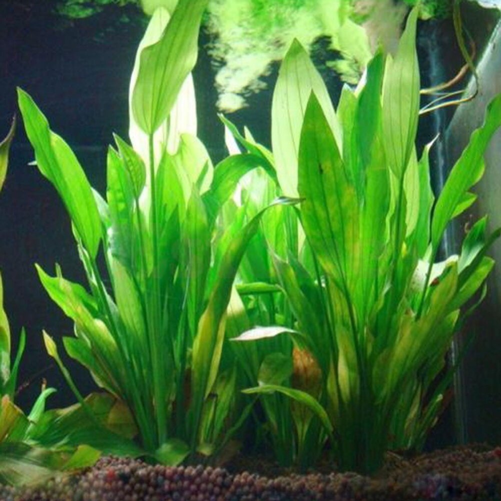 Marine Aquarium For Sale - 15cm künstliches Aquarium Dekor Pflanzen Wasser