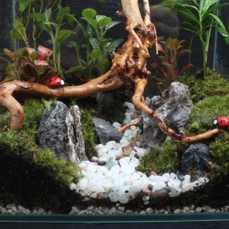 Natürlicher Baumstamm Treibhol – Marine Aquarium For Sale Bewertung und Preis