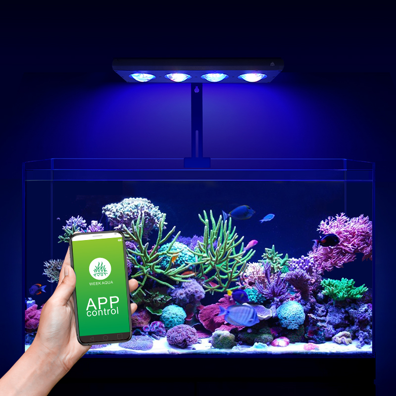 ZXY Heißer Verkauf WEEKAQUA Z2 – Marine Aquarium For Sale Bewertung und Preis