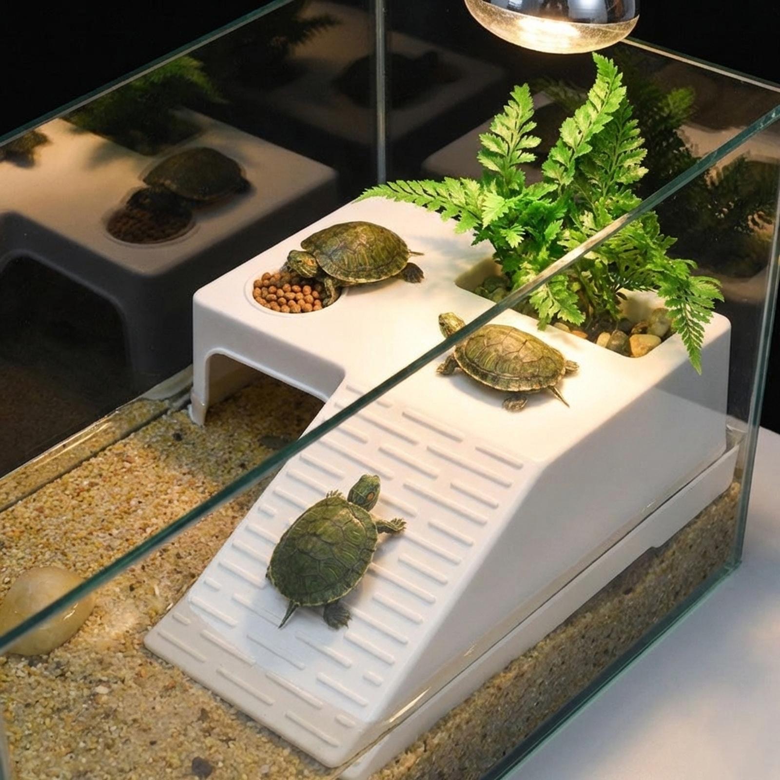 Schildkröten-Ruheplattform, So – Marine Aquarium Hobby Bewertung und Preis