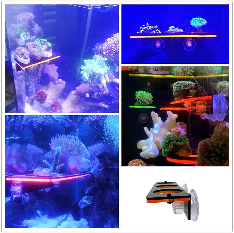 Fluoreszierende Korallen Frag  – Marine Aquarium For Sale Bewertung und Preis