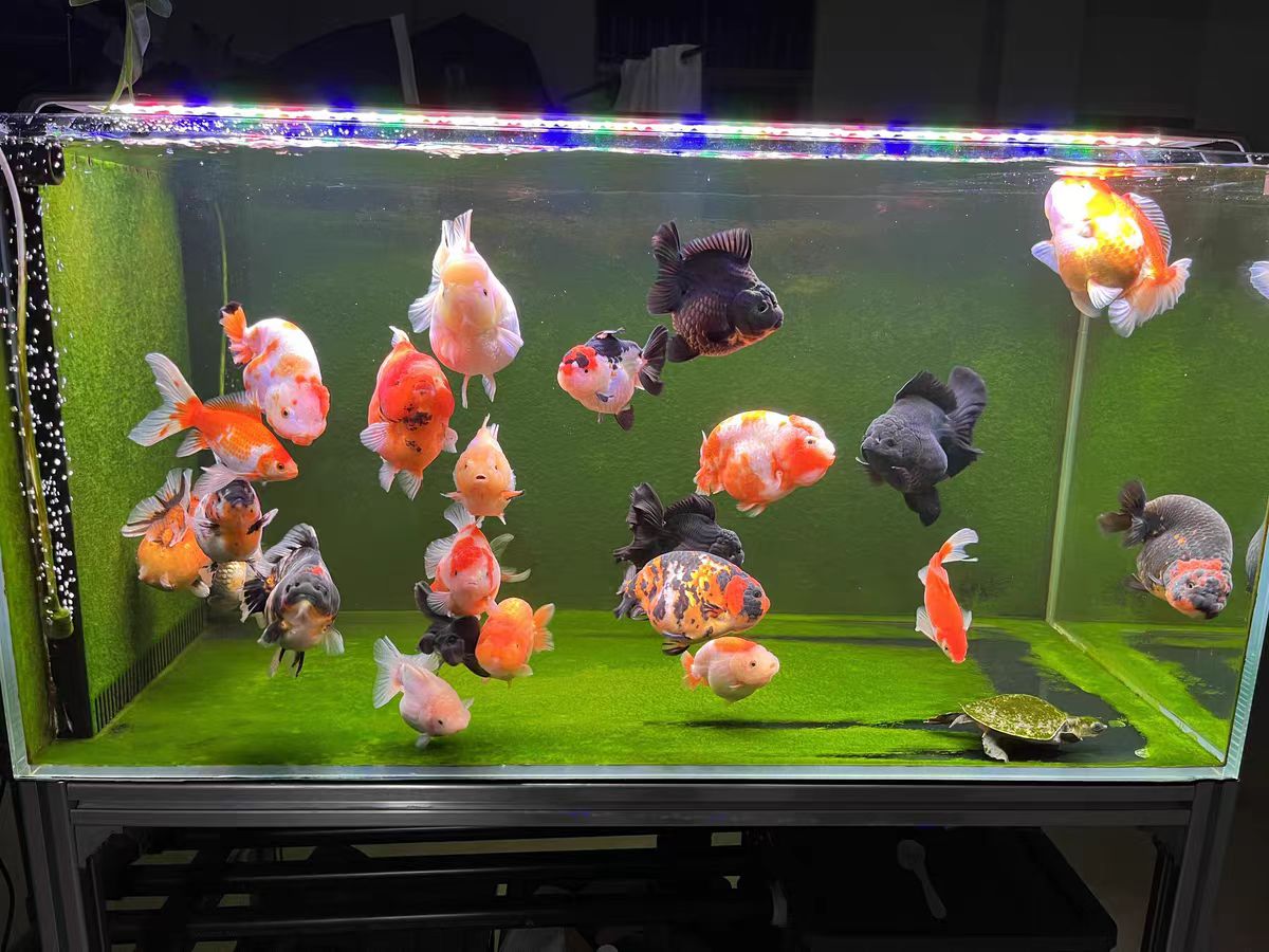 LED-Aquariumbeleuchtung für Fi – Marine Aquarium In Clearwater Bewertung und Preis